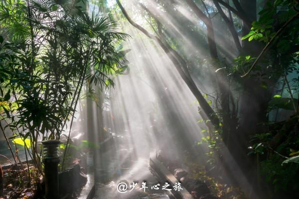 植物大战僵尸反击篇